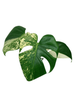 Monstera Jungle Mint